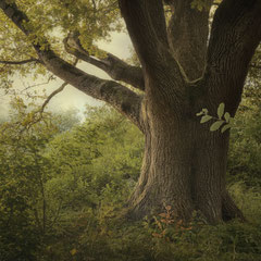 NOTES FROM THE FOREST DIARY - DAY 28
