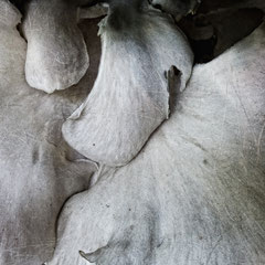 XYLOBIONT II
