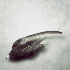 DEATH OF A SWIFT