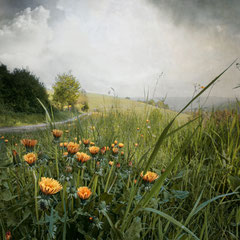 MAYFLOWERS