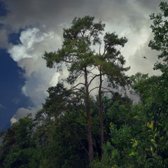 PINES AND OAK