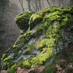 MOSS AND STONE