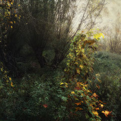 WHEN YELLOW LEAVES...