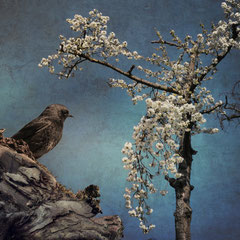 SPRINGTIME