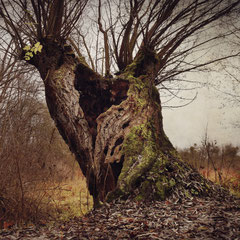 WILLOW'S END