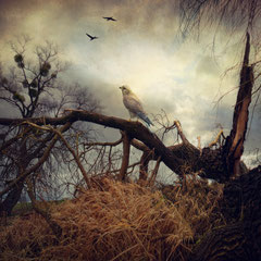 BIRDLAND