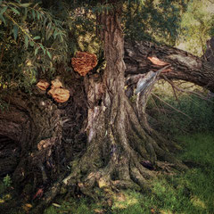 OF TREES AND MUSHROOMS