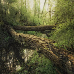 BRIDGES