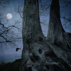 ON DARK WINGS | PART VIII