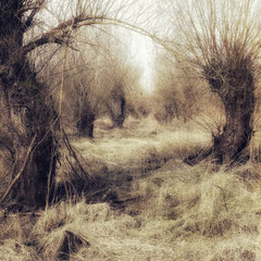 SALIX