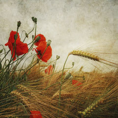 POPPY DAY #1