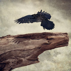 THE SHADOW OF A WING