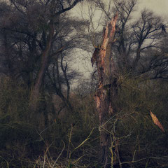 THE WOODEN STORM