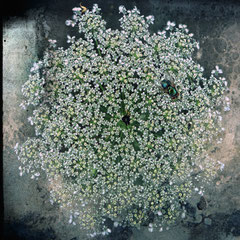 DAUCUS