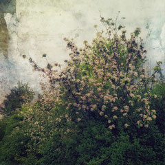 BUSH IN BLOOM