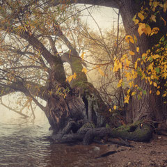 AUTUMN VEIL - PART X