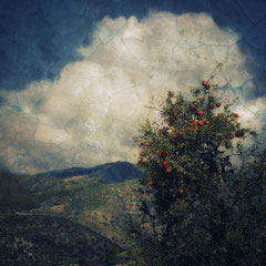 POMEGRANATES