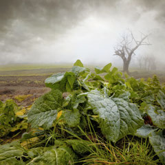 FIELD STUDY #39