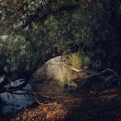 STAY HERE UNDER WILLOW TREES