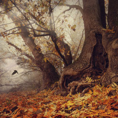 AUTUMN WINGS II