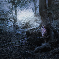 NIGHTWATCH
