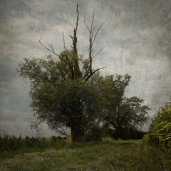 BY THE CORNFIELD