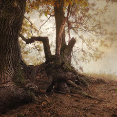 OAK & PINE