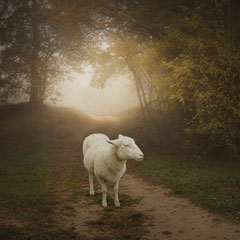 DAYS OF FOG AND WONDER XXIV