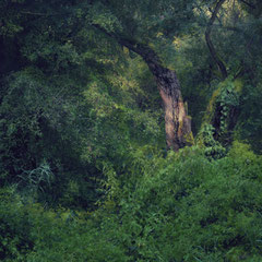 IT'S ALWAYS GREENER SOMEWHERE