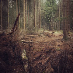 NOTES FROM THE FOREST DIARY - AY 52