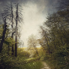 NOTES FROM THE FOREST DIARY - DAY 19