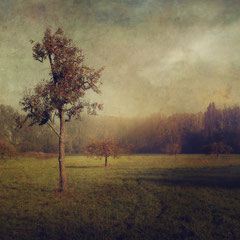THE PEAR TREE