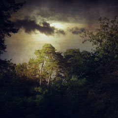 NOTES FROM THE FOREST DIARY | DAY SEVEN