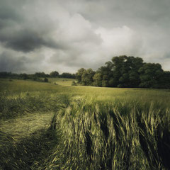 FIELD STUDY #6