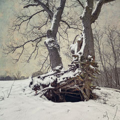 A WINTER SYMPHONY | MOVEMENT V