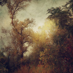 AUTUMN RHAPSODY I