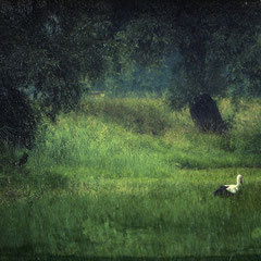 UNDER THE WILLOWS