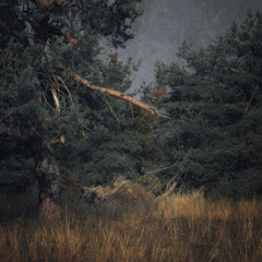 OF TREES AND DEMONS