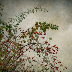ROSE HIPS