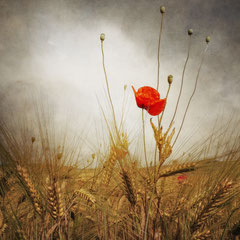 POPPY DAY #2