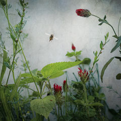CRIMSON CLOVER