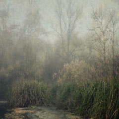 HIDING IN THE SWAMP (PART I)