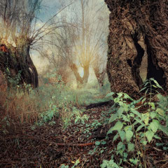 FOLLOWING THE WHITE RABBIT