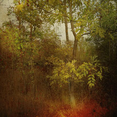 THE LAST DAYS OF SUMMER