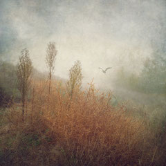 DAYS OF FOG AND WONDER XII