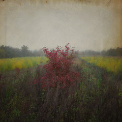 ON A MISTY MORNING