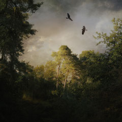 BIRDS OF PREY