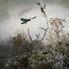 WINTER'S WINGED GUARDIAN