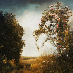 WILD ROSES