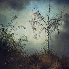 LITTLE BIRCH TREE